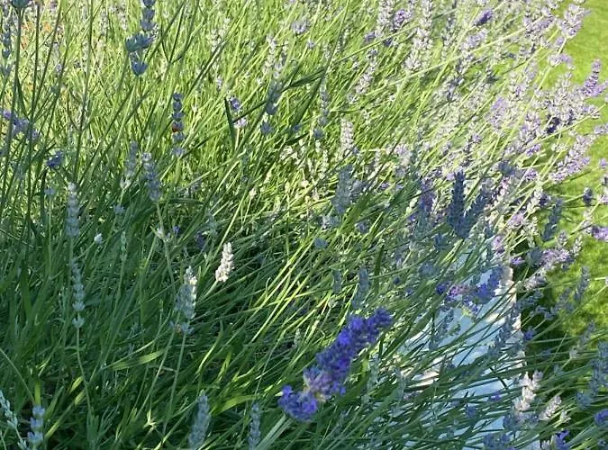 Vakantiehuis Sterna Kaštelir